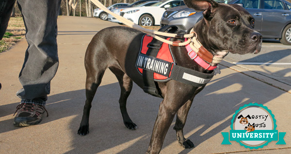 Mostly Mutts University Program