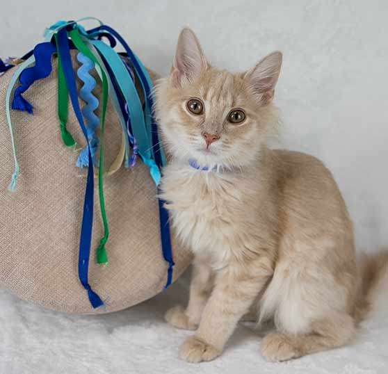 caring for your new cat