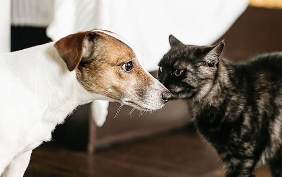 caring for your new cat