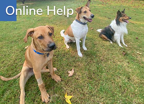 Online Help - dog training